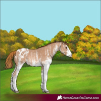 Horse Color:White Spotted Chestnut Appaloosa Rabicano 