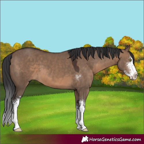 Horse Color:Brown Dun Sabino 