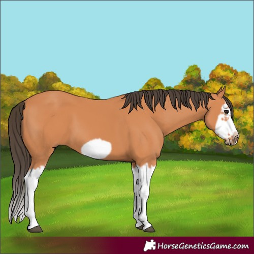 Horse Color:Bay Splash Frame 