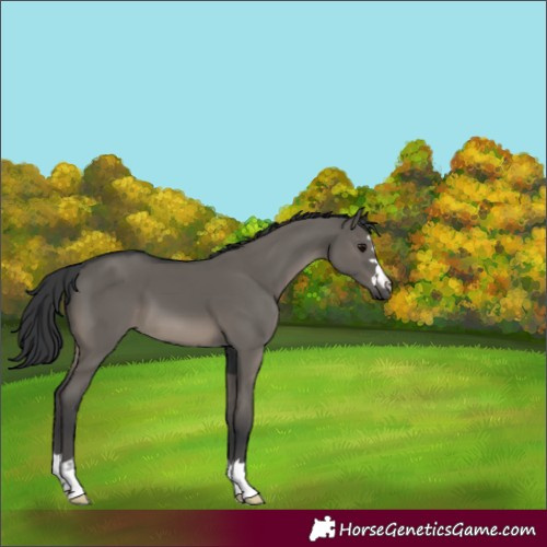 Horse Color:Grullo 