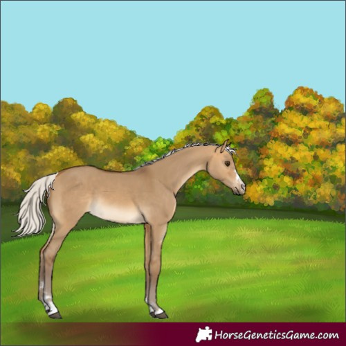 Horse Color:Silver Buckskin Dun