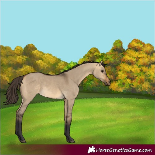 Horse Color:Buckskin Dun Rabicano 