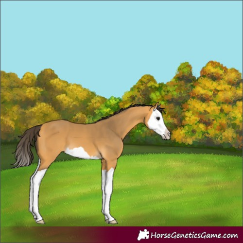 Horse Color:Buckskin Splash 