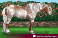 Horse Color:Gray White Spotted Chocolate Silver Black Pearl Rabicano 