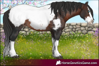 Horse Color:White Spotted Brown Splash Appaloosa 