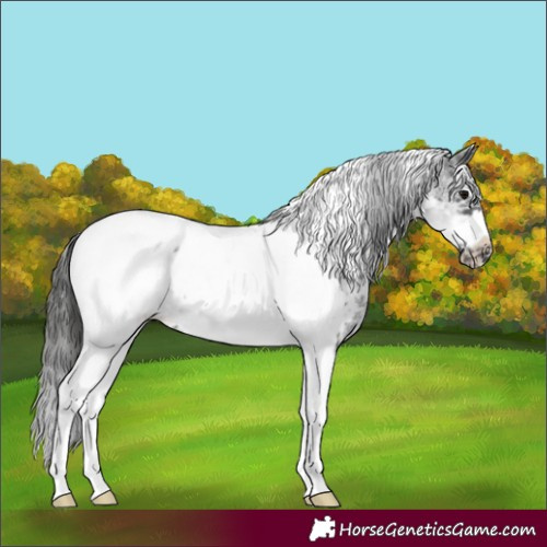 Horse Color:White Spotted Black Splash Tobiano Frame Appaloosa 