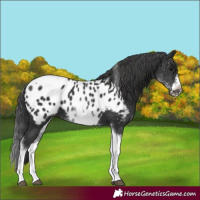 Horse Color:White Spotted Black Splash Tobiano Frame Near Leopard