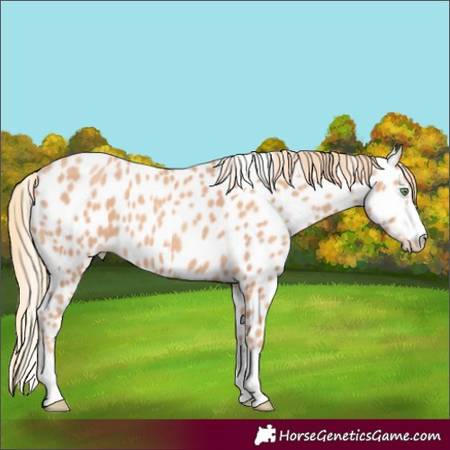 Horse Color:Gold Champagne Appaloosa