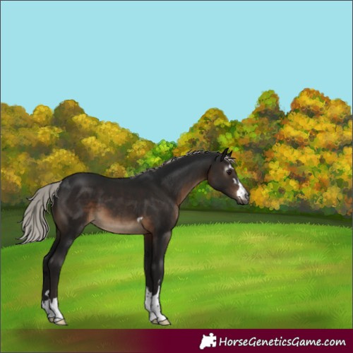 Horse Color:Gray Silver Brown 