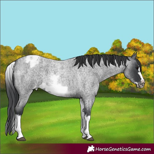 Horse Color:White Spotted Blue Roan Splash Frame Varnish 