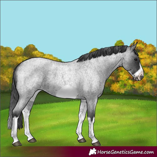 Horse Color:White Spotted Blue Roan Splash Frame Varnish 