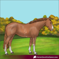 Horse Color:Chestnut Sabino
