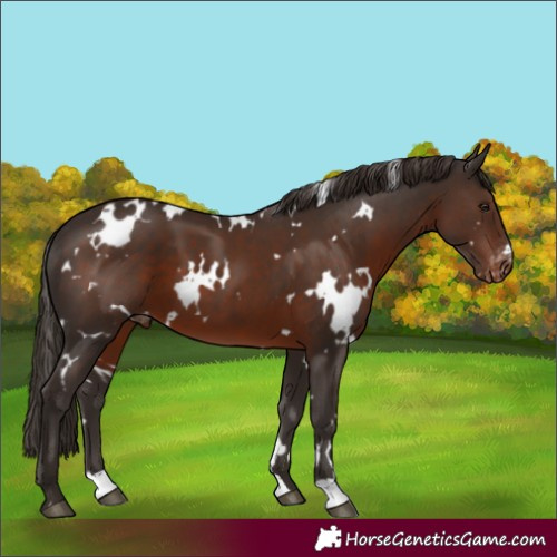 Horse Color:White Spotted Liver Chestnut Varnish 