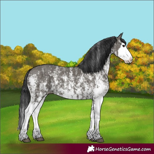 Horse Color:Grullo Sabino Splash  and Grullo Sabino Splash 