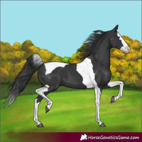 Horse Color:Black Splash Tobiano