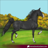 Horse Color:Black Splash Tobiano 