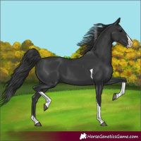 Horse Color:Black Splash Tobiano 