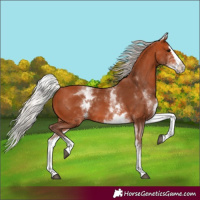 Horse Color:White Spotted Silver Bay Splash