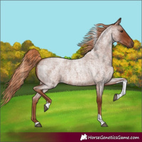 Horse Color:Red Roan Tobiano 