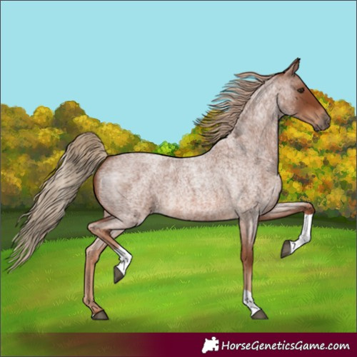 Horse Color:Red Roan Tobiano 