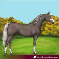 Horse Color:Silver Black