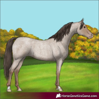 Horse Color:Classic Champagne Roan