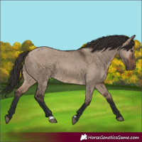 Horse Color:Brown Dun 