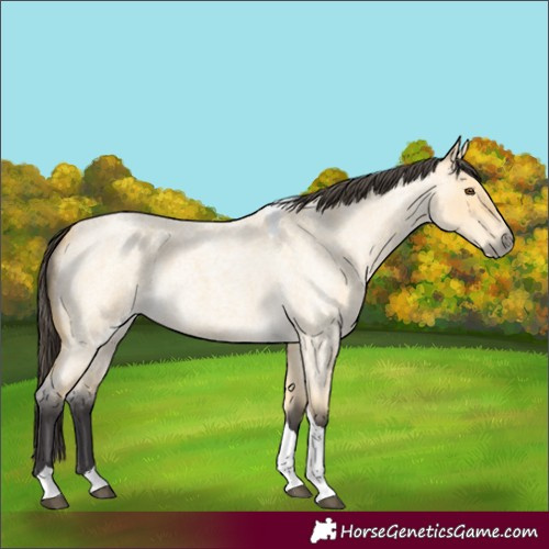 Horse Color:Buckskin Roan Dun Tobiano