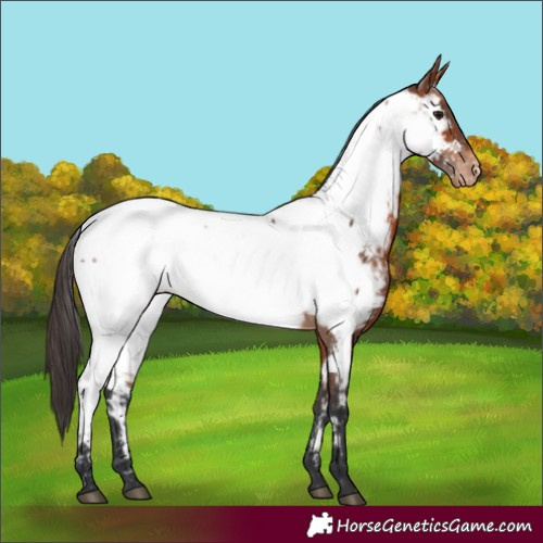 Horse Color:Bay Appaloosa 