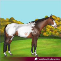 Horse Color:Bay Frame Appaloosa 