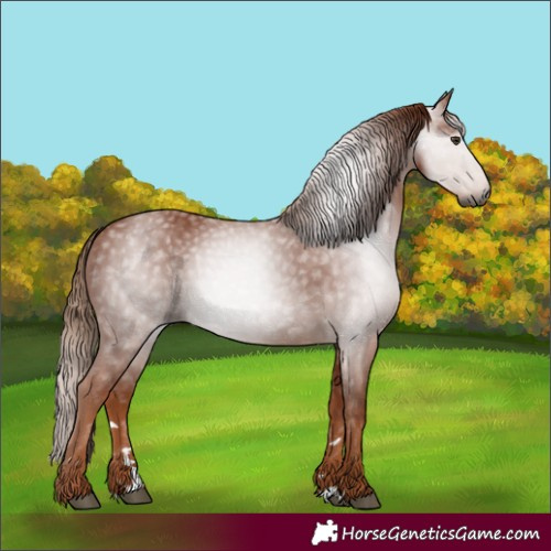 Horse Color:Gray Chestnut 