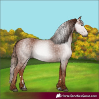 Horse Color:Gray Chestnut 