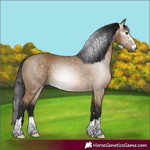 Horse Color:Gray Buckskin 