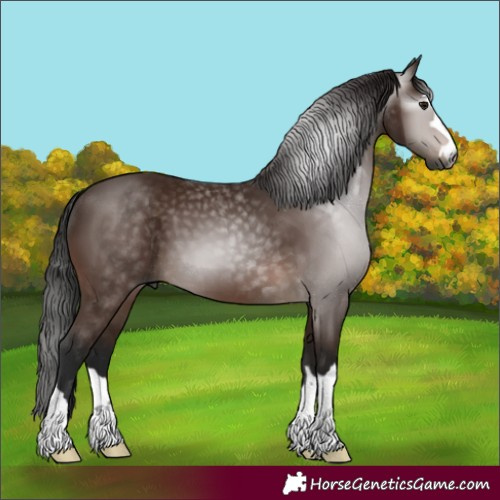 Horse Color:Gray Bay 