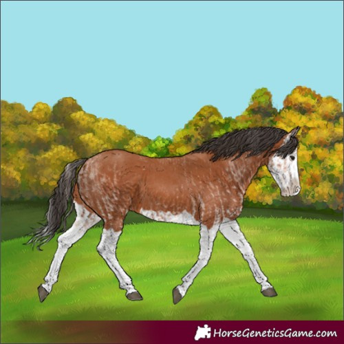 Horse Color:White Spotted Bay Splash  and Bay Splash 