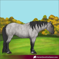 Horse Color:Grullo Roan 