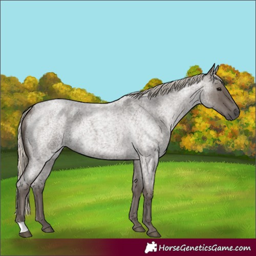 Horse Color:Silver Smoky Blue Roan 