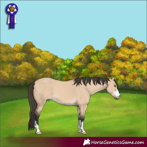 Horse Color:Buckskin Dun 