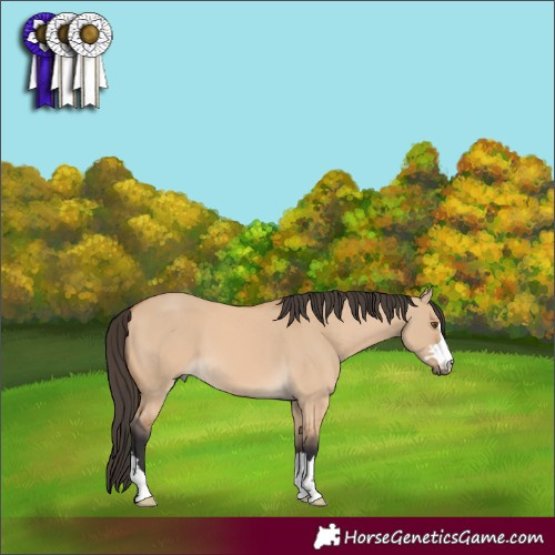 Horse Color:Buckskin Dun 
