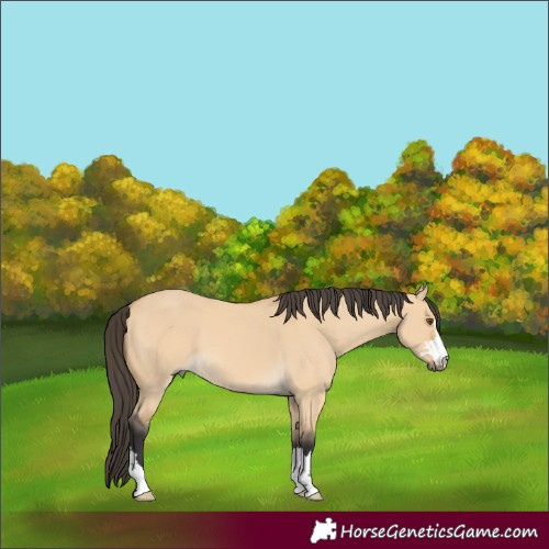 Horse Color:Buckskin Dun 