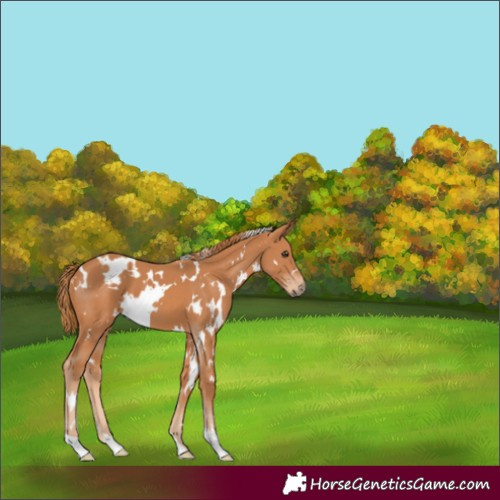 Horse Color:White Spotted Chestnut 