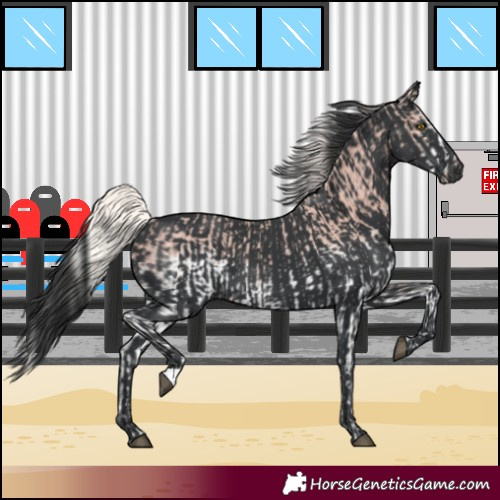Horse Color:White Spotted Silver Black  and Black 