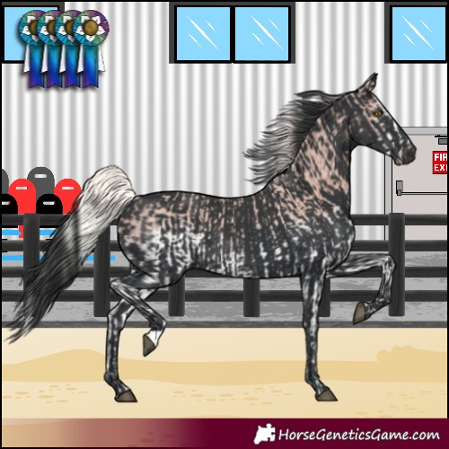 Horse Color:White Spotted Silver Black  and Black 