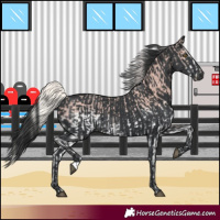 Horse Color:White Spotted Silver Black  and Black 
