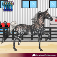 Horse Color:White Spotted Silver Black and Black