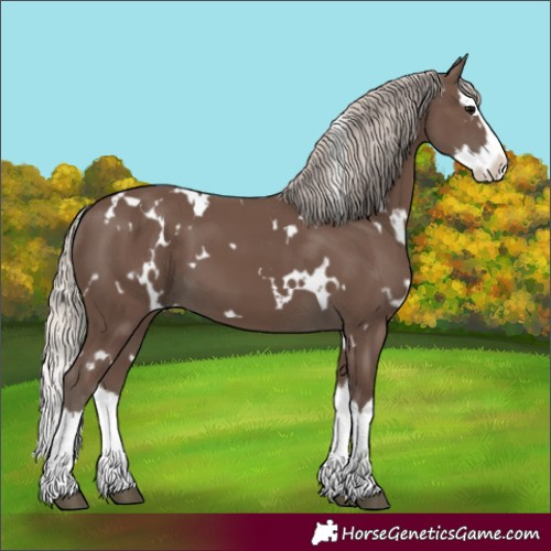 Horse Color:White Spotted Silver Black Splash