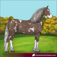 Horse Color:White Spotted Silver Black Splash
