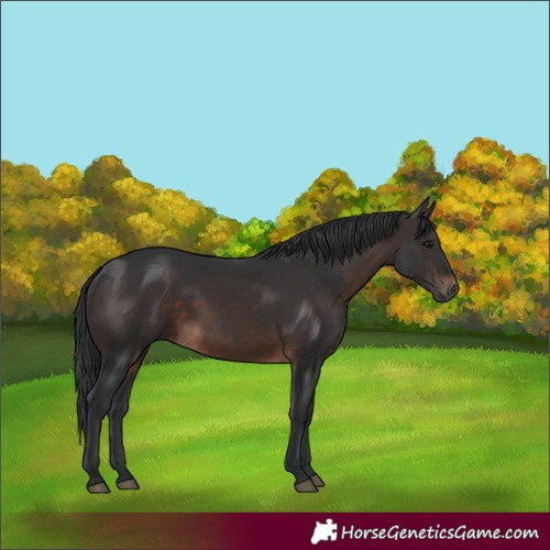 Horse Color:Brown 