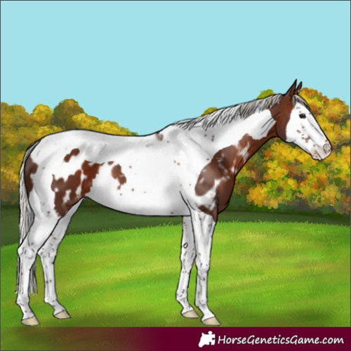 Horse Color:Silver Brown Splash Tobiano Near Leopard 