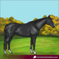 Horse Color:Black  and Black 